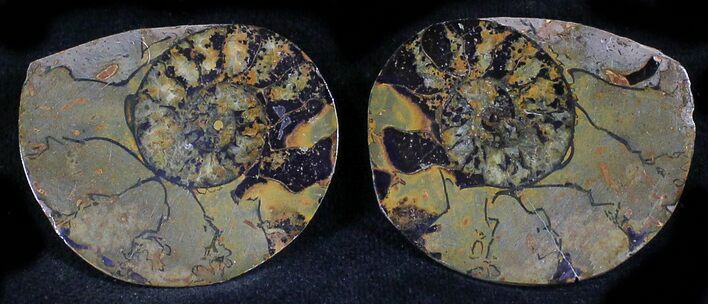 Iron Replaced Ammonite Fossil Pair #27469